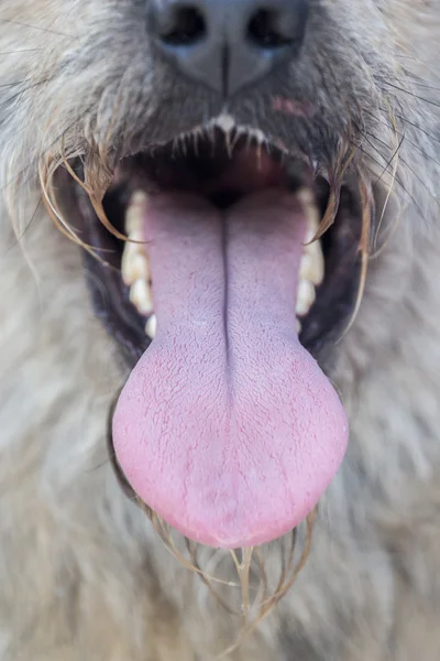 Tongue of a domestic dog