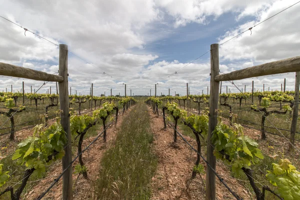 Vineyard located in the Alentejo region