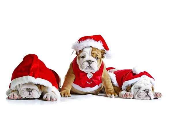 Engish bulldog puppies in christmas costumes isolated