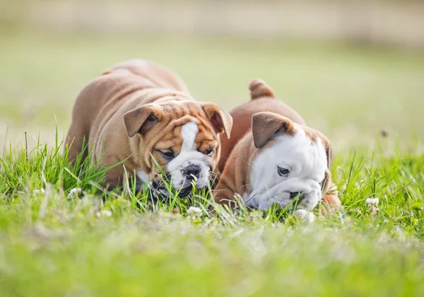 Cute english bulldog puppies playing outdors