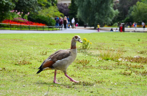 Duck in Regents Park in London