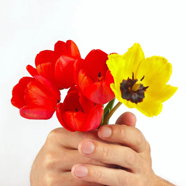 Hands gives a bouquet of red and yellow tulips on white background