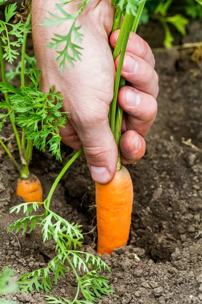 Male hand pulling carrots