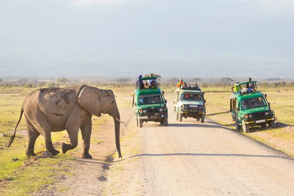 Elephantt crossing dirt roadi in Amboseli, Kenya.