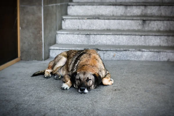Homeless dog sleeping under the stairs
