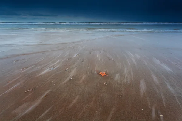 Sea star on sand beach of North sea