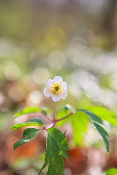 Anemone flower in sunny spring forest