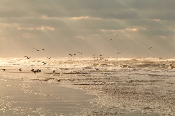 Seagull birds over sea waves at sunset