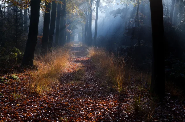 Path in misty autumn forest