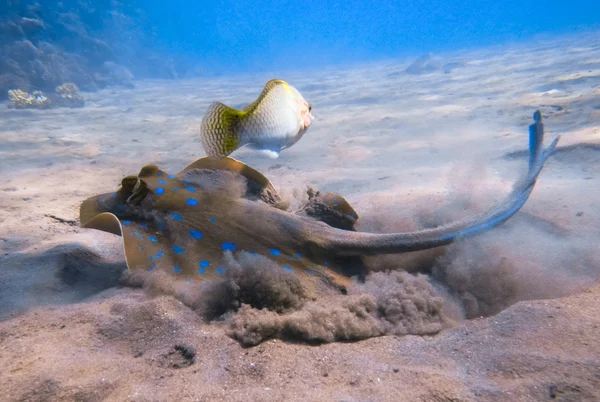 Marine Life in the Red Sea