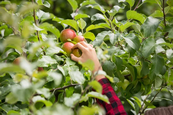 Closeup of female hand picking ripe red apples
