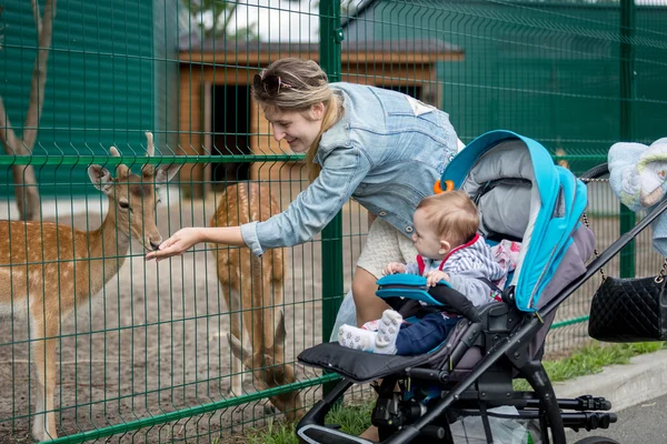 Mother and baby boy feeding animals through fence in the zoo