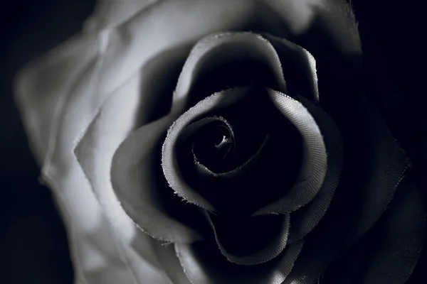 Black and white photo of artificial rose over black background