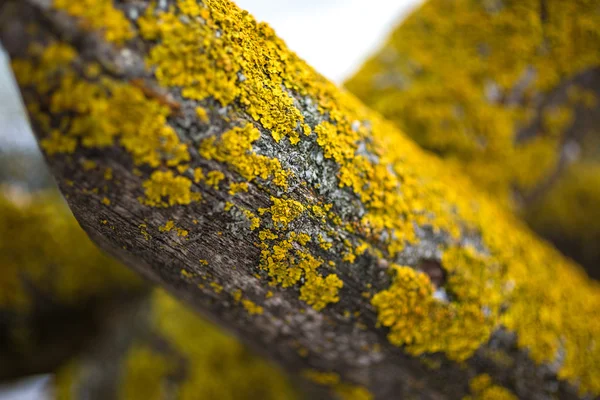 Closeup shot of yellow moss growing on old wood