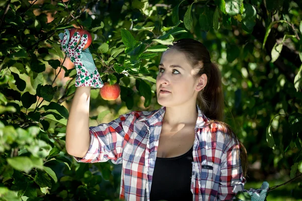 Portrait of young woman collecting apples at garden