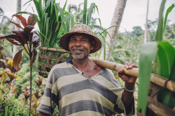 Senior farmer carrying a yoke on his shoulders