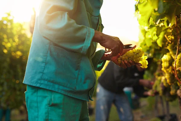 People picking grapes during wine harvest in vineyard