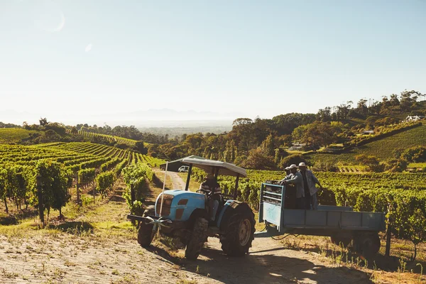 Grape picker truck transporting grapes from vineyard to wine fa