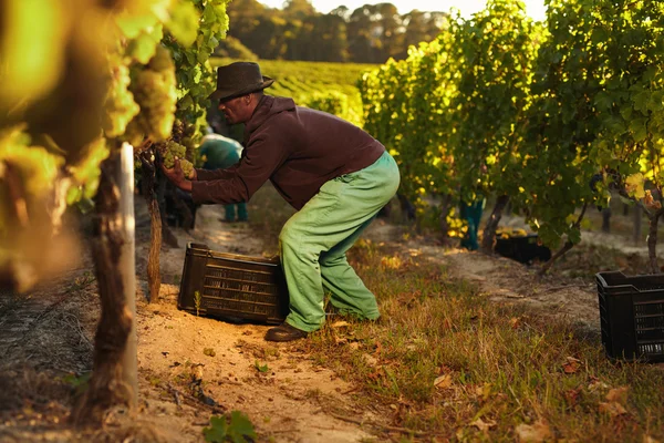 Worker working in vineyard