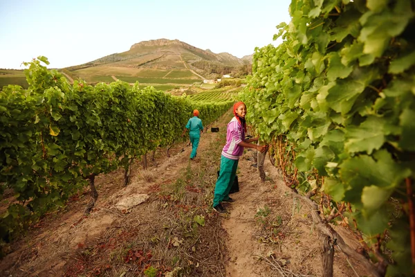 Young woman working in vineyard