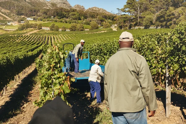 Vineyard workers transporting grapes to winery