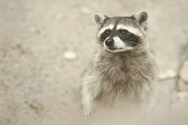 Raccoon