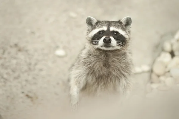 Raccoon