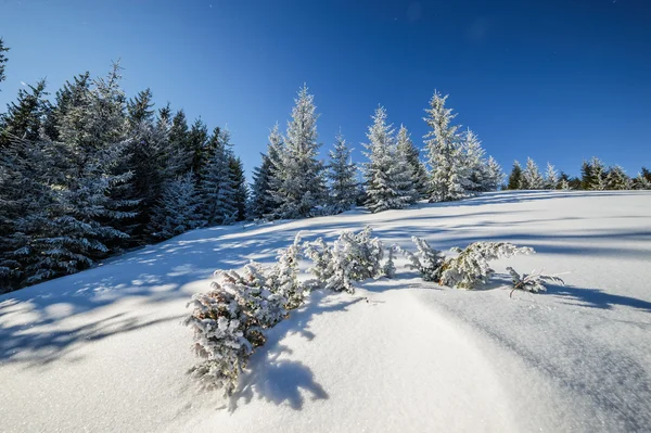 Sunny winter forest