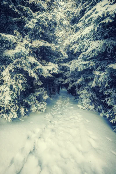 Vintage footpath in snowbound forest