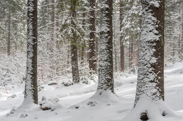 Landscape with Winter Fairy Tail Forest