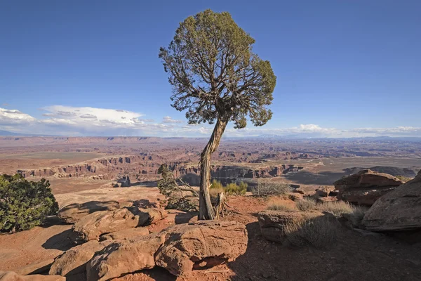 Lone Tree Panorama