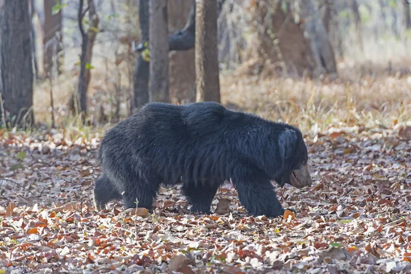 Sloth Bear wandering in the Woods