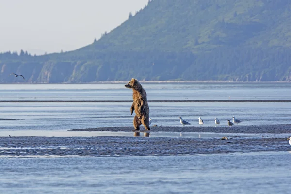 Grizzly standing to check out his surroundings