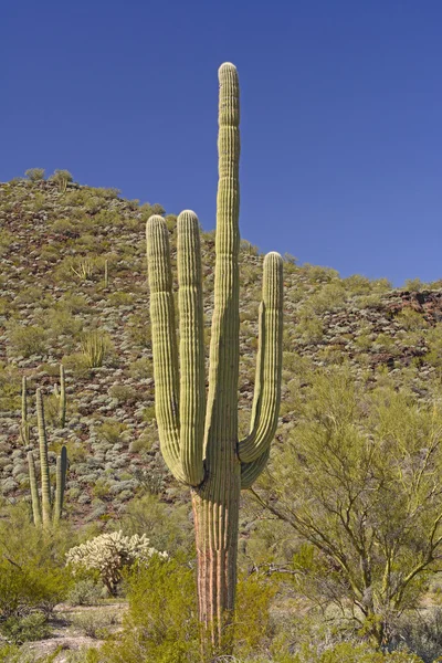Saguaro Cactus in the Desert Mountains