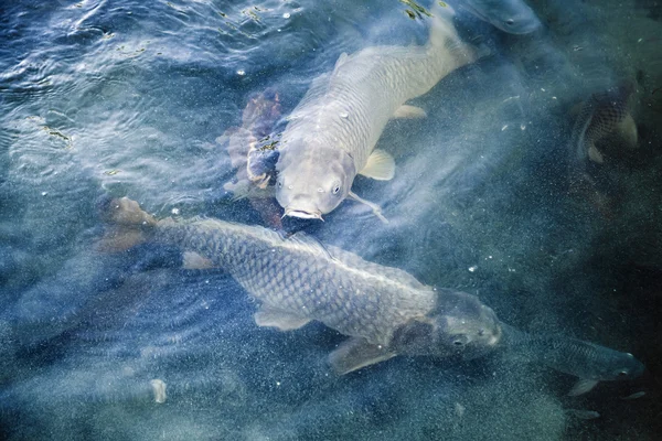 Group of big carps floats in blue water