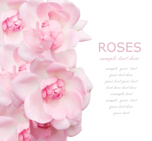 Wedding pink roses background isolated on white with sample text