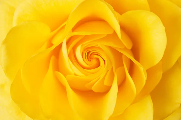 Beautiful yellow rose closeup