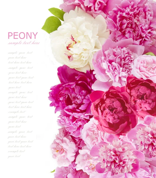 Peony and roses background isolated on white with sample text