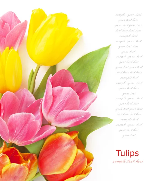 Tulips, mimosa and narcissus flowers bunch isolated on white with sample text