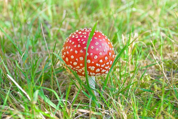 Red fly agaric close-up. horizontal photo.
