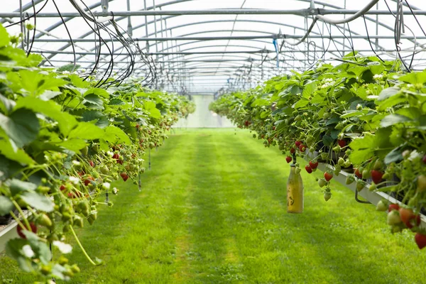 Culture in a greenhouse  strawberries