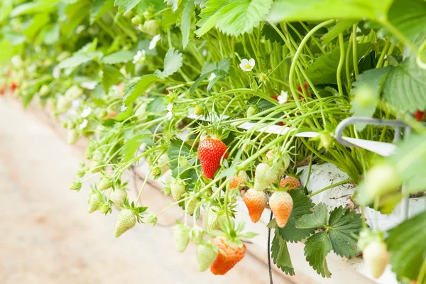 Culture in Greenhouse  strawberries