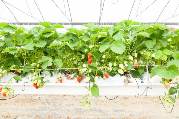 Culture in Greenhouse strawberries
