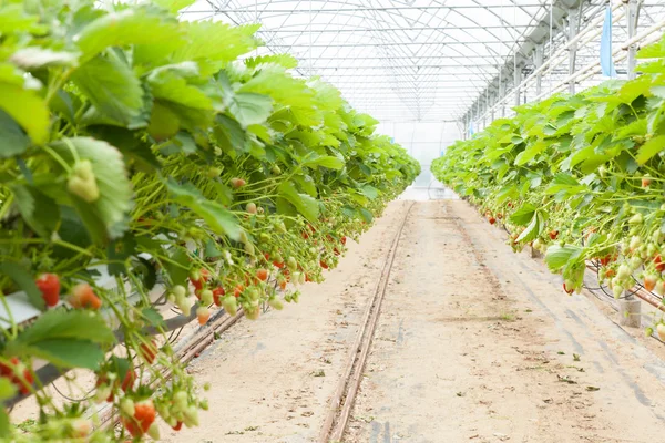 Culture in Greenhouse strawberries