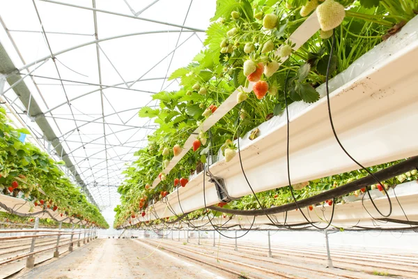 Culture in Greenhouse strawberries