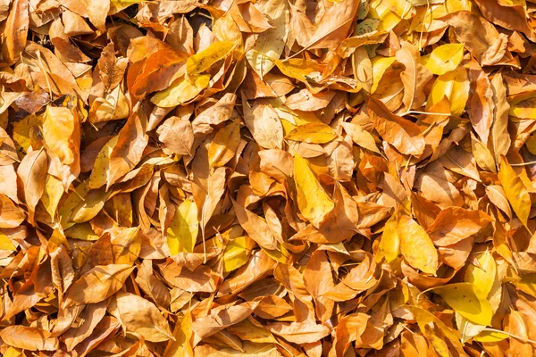 Golden color leaves as background on autumn