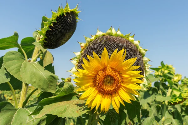 Flower of sunflower and black with seeds on background