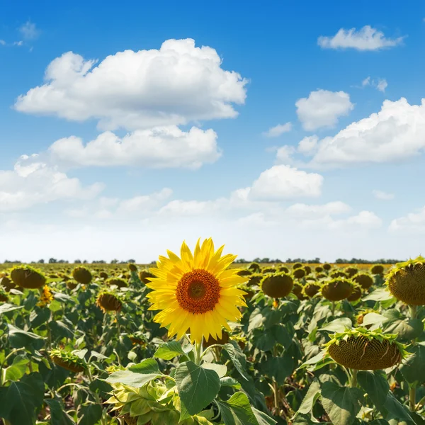 One flower of sunflower on field and clouds in blue sky over it