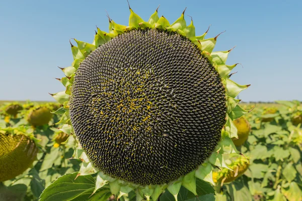 Sunflower with black seeds after blooming