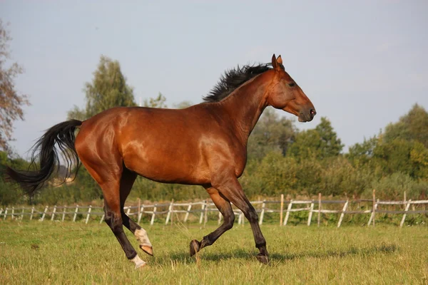 Brown horse running free at the field